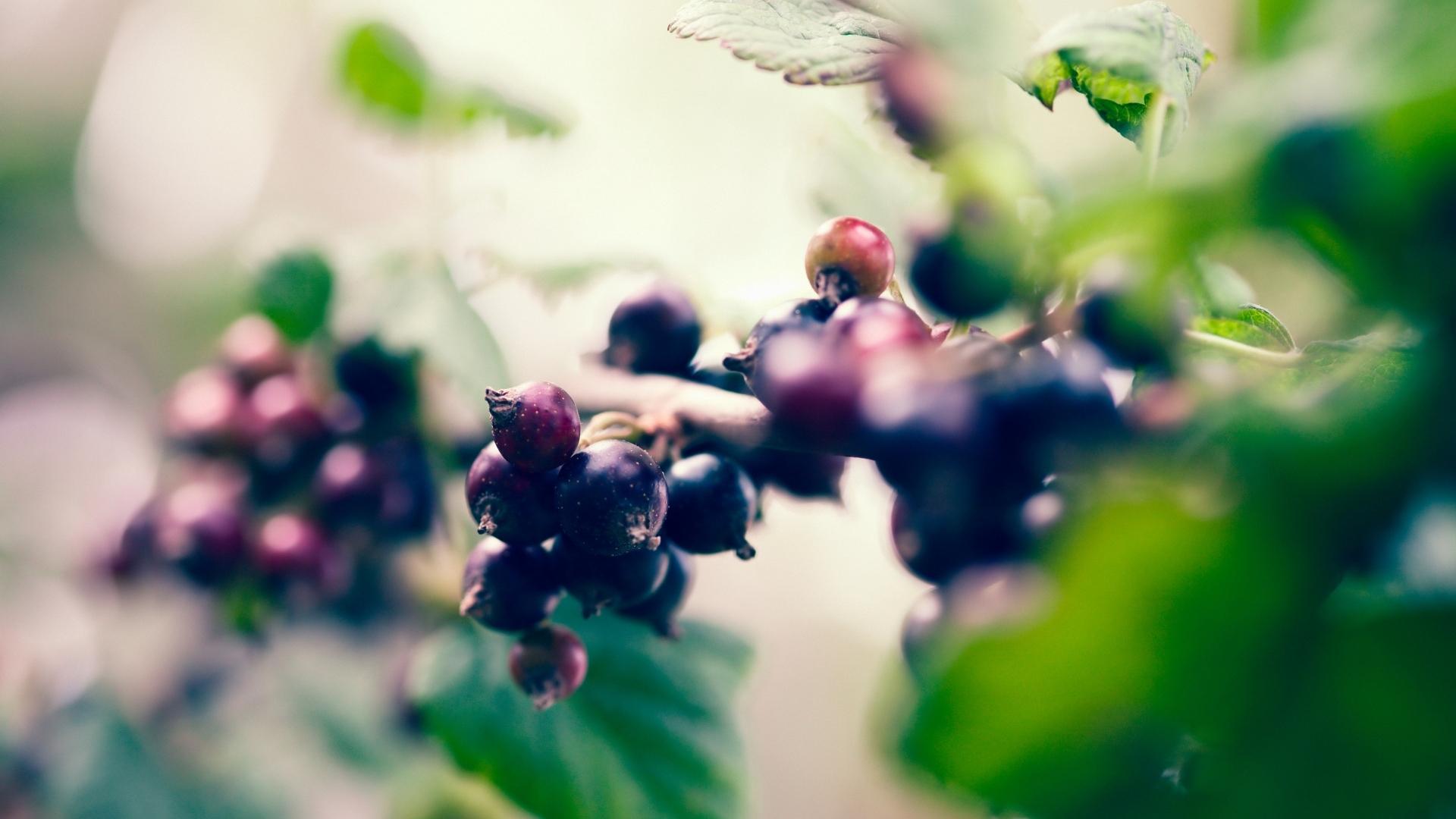 Le proprietà farmacologiche del Ribes Nero (Ribes nigrum L.): a cosa servono?