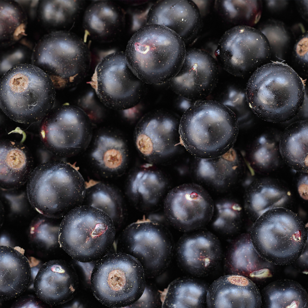 Ribes nero